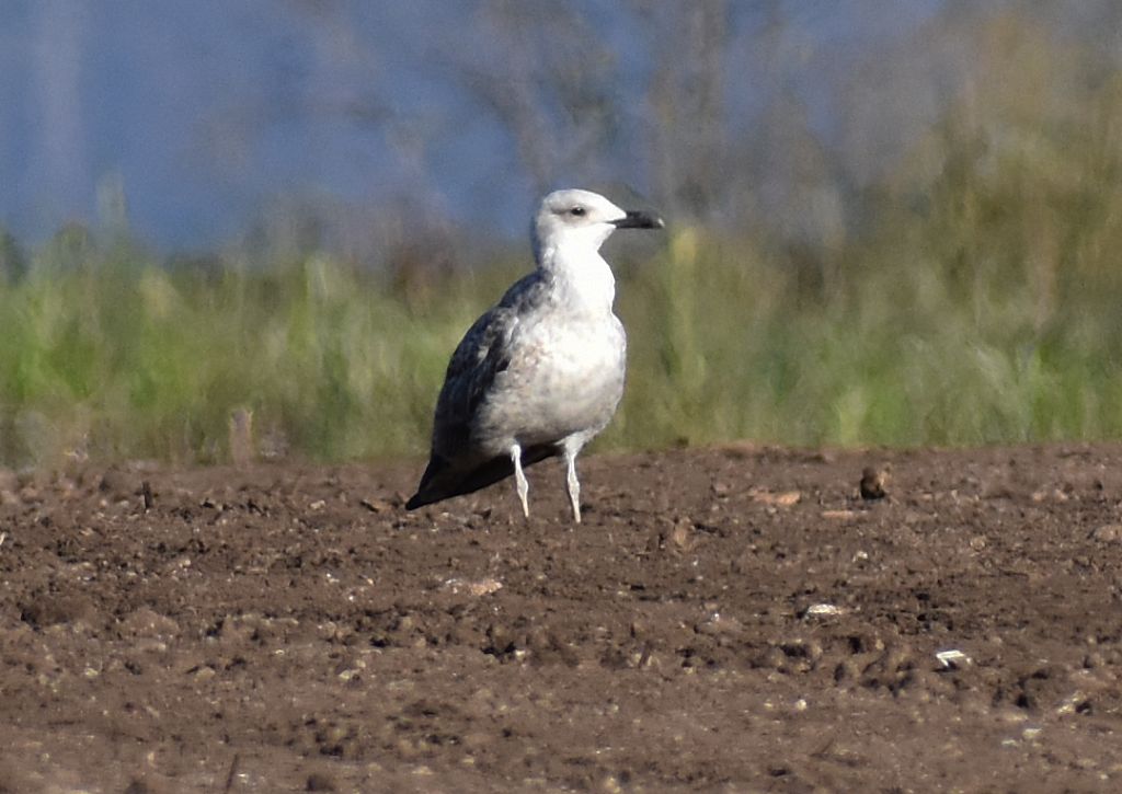 Quale gabbiano?  giovane Gabbiano reale (Larus michahellis)